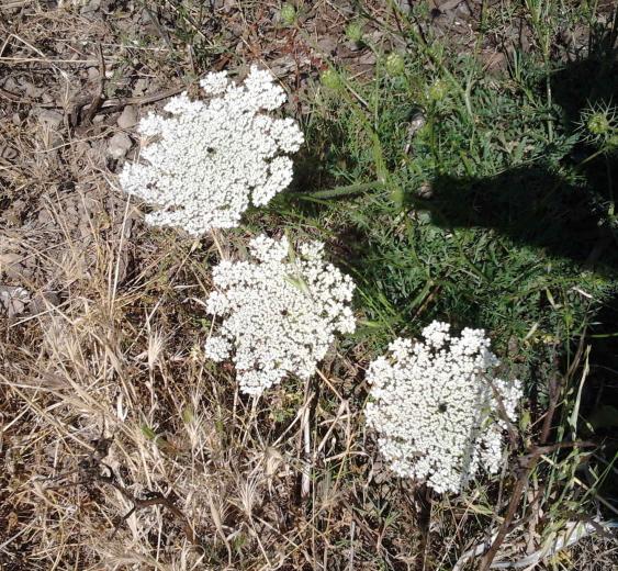 carota selvatica
