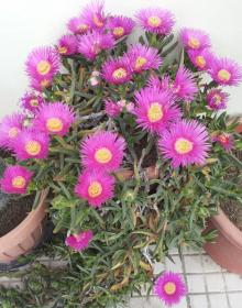 carpobrotus chilensis