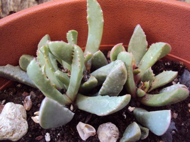 carruanthus peersi