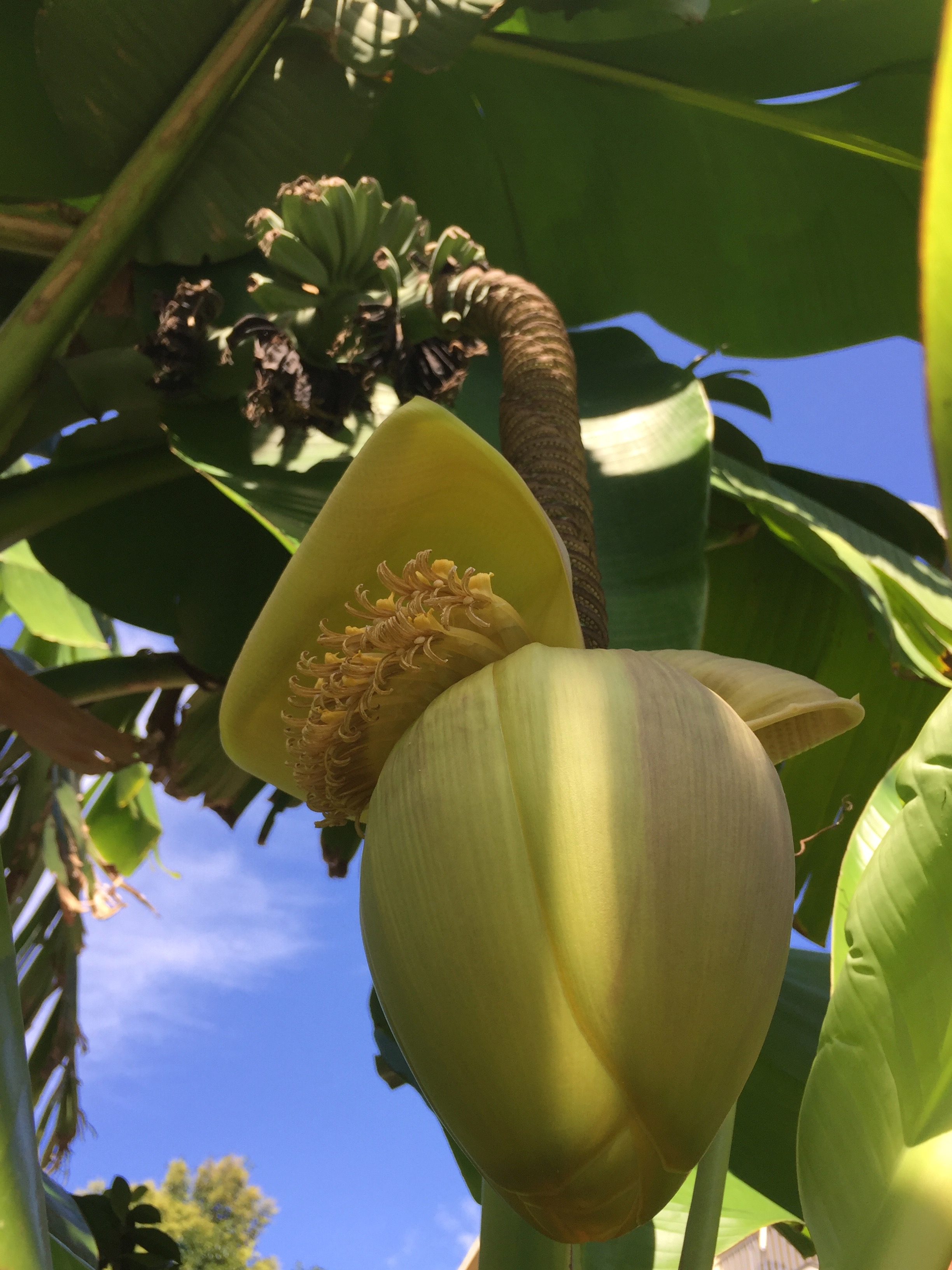 Casco del mio Banano