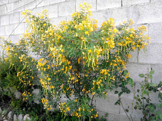 Cassia angustifolia