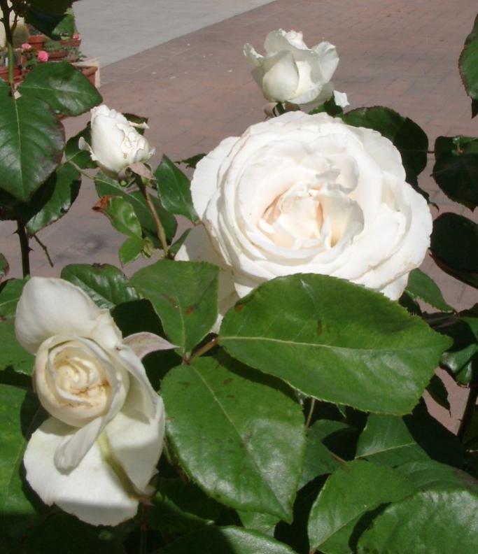 Casta Diva Forum di Giardinaggio.it