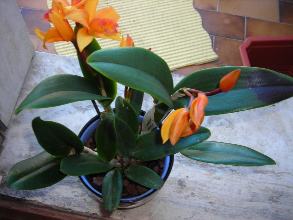 cattleya macchiata