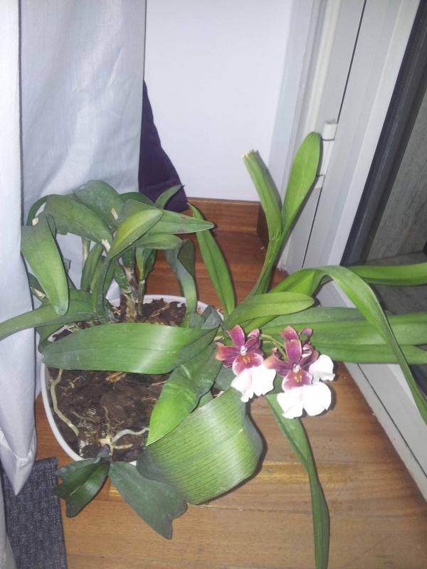 Cattleya, phalenopsis e cambria