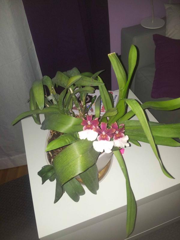 Cattleya, phalenopsis e cambria