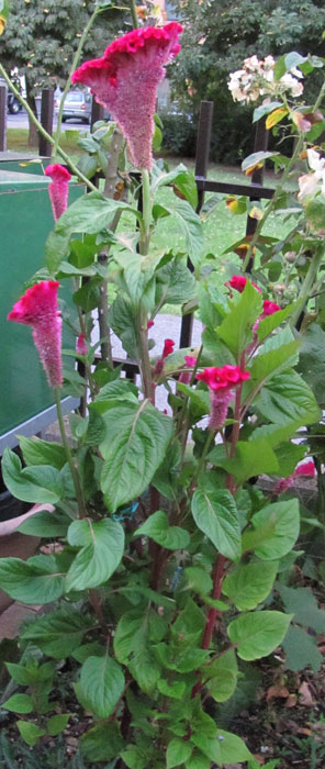 celosia