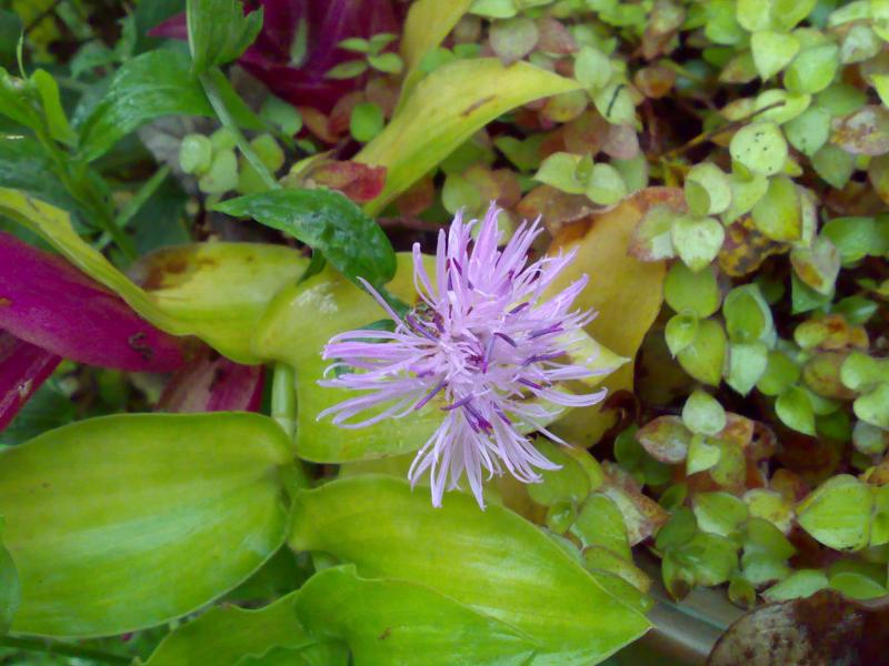 centaurea scabiosa