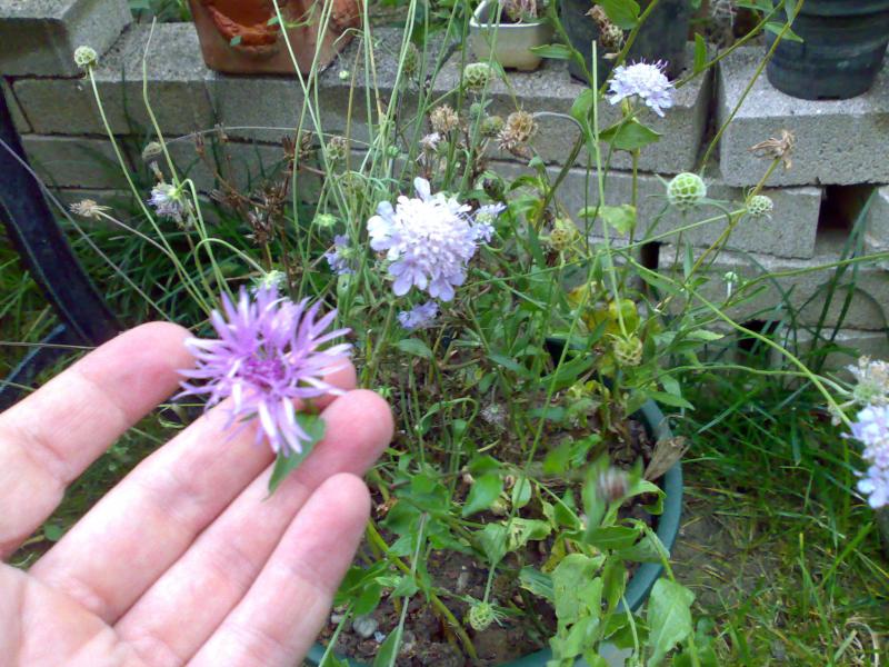 centaurea + succisa