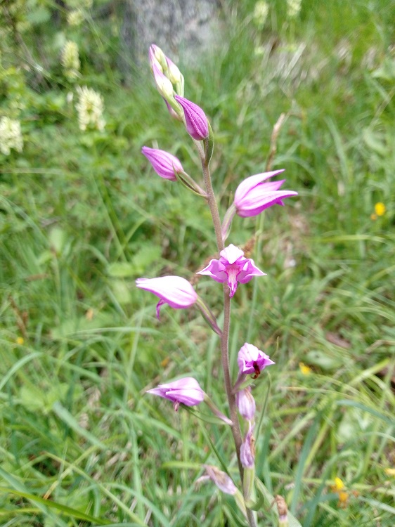Cephalanthera rubra.jpg