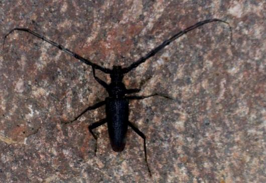 Cerambyx cerdo (cerambice della quercia)