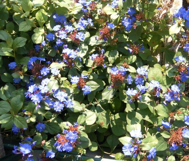 ceratostigma plumbaginoides