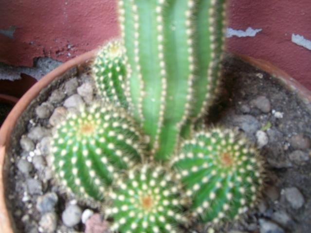 cereus (????), di sugar.
era alto circa 15 cm, ora è 60, con 4 'piccini'