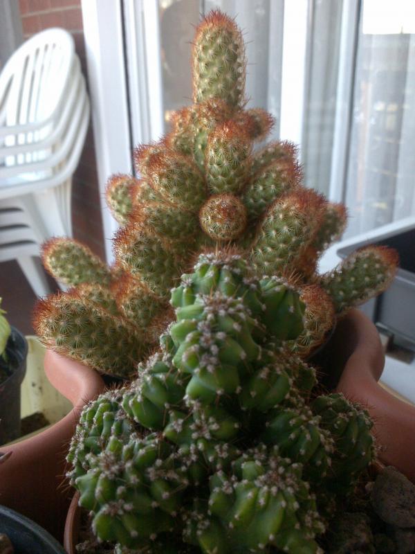 Cereus peruvianus f. monstruosus e Mammilaria Elongata