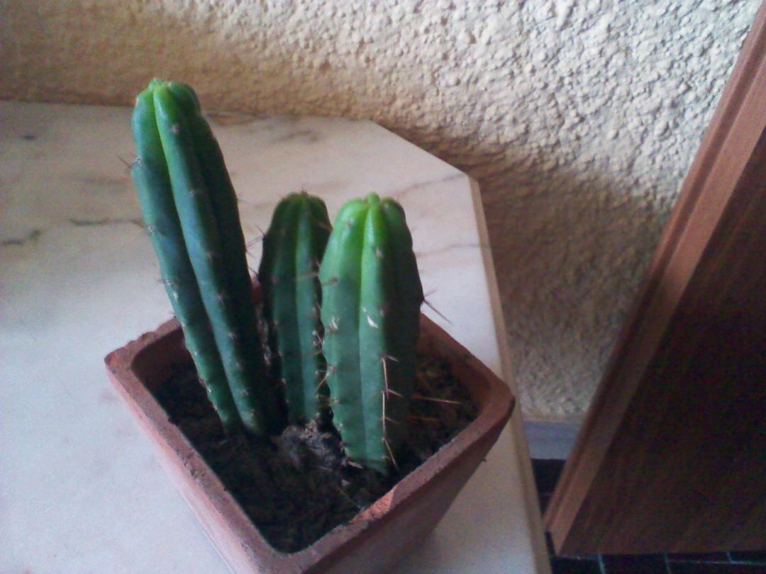 Cereus peruvianus