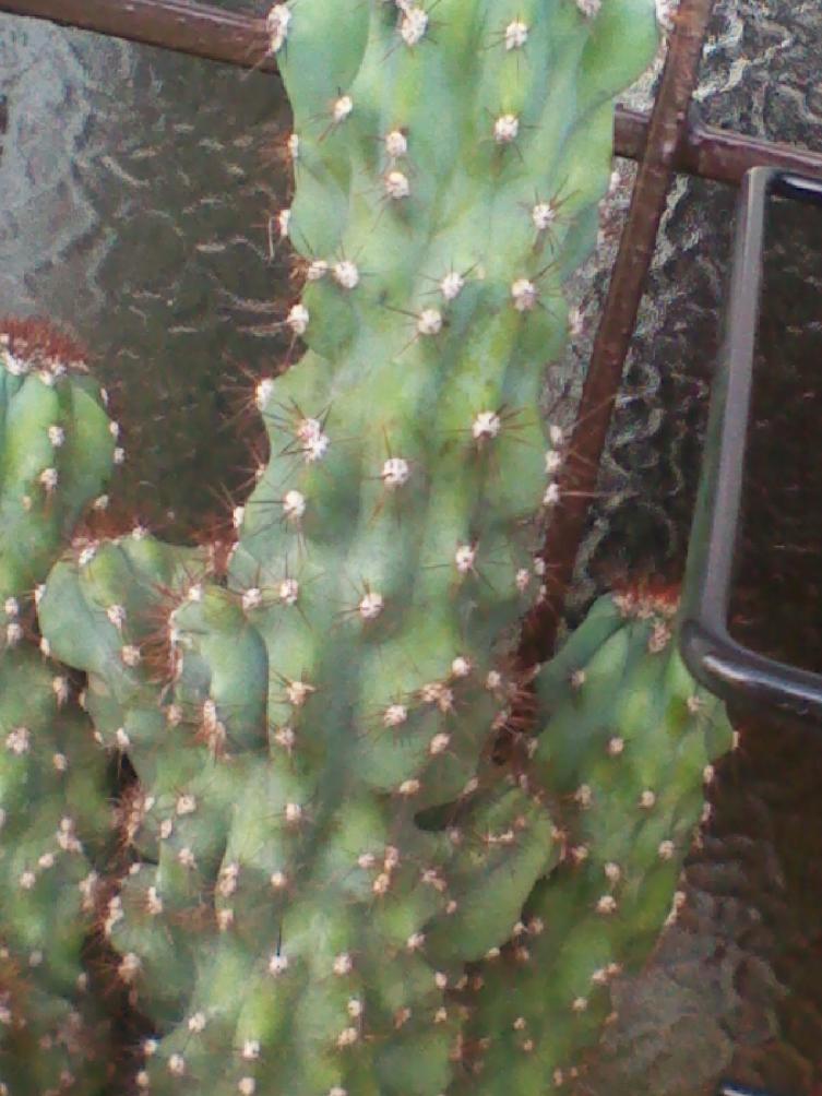 Cereus Puruvianus Forma Monstruosa