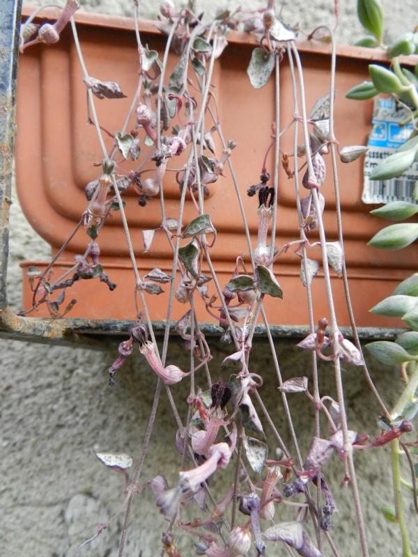 Ceropegia woodii