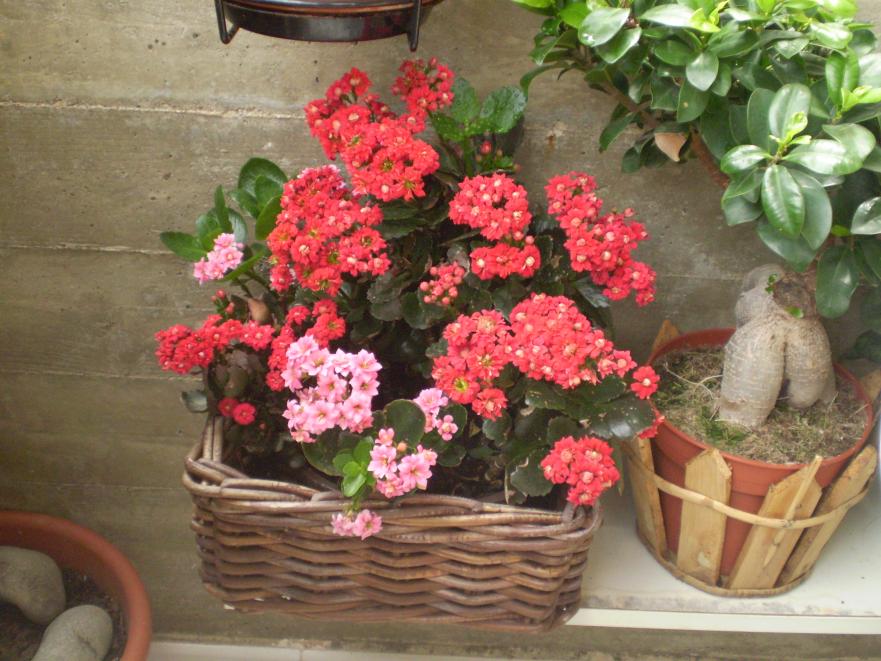 Cestino di kalanchoe rosse e rosa.