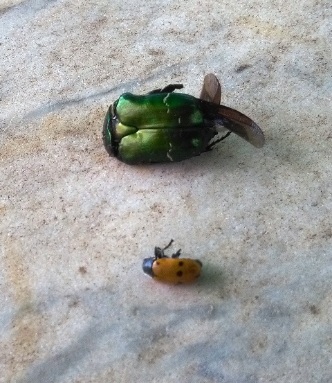 Cetonia aurata  livrea verde e Lachnaia italica italica maggio 2018