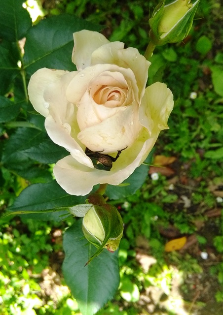 Cetonia aurata livrea verde su Rosa Terry 24/5/2018