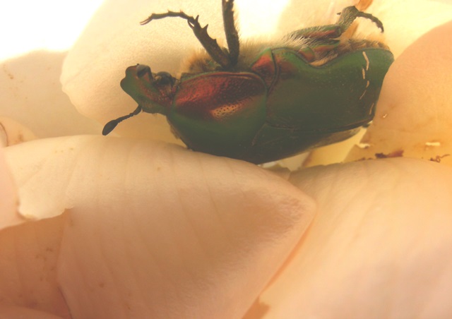 Cetonia aurata livrea verde