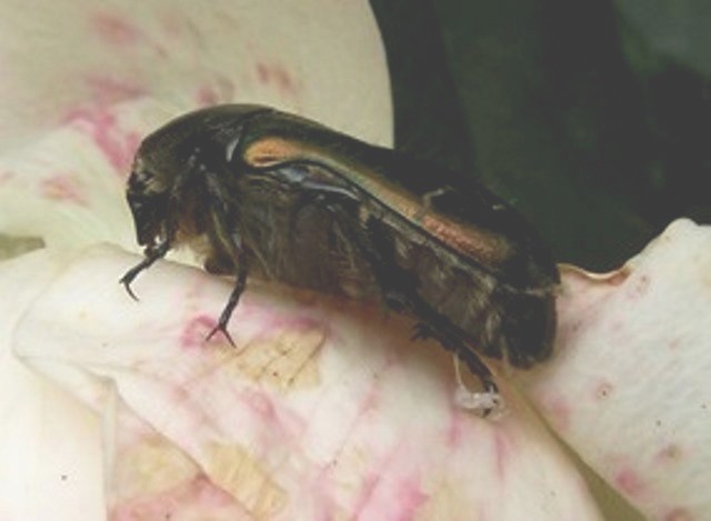 Cetonia aurata ssp. pisana (?)