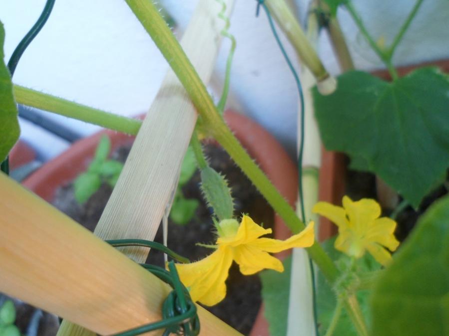 Cetriolino