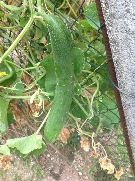 Cetriolo
