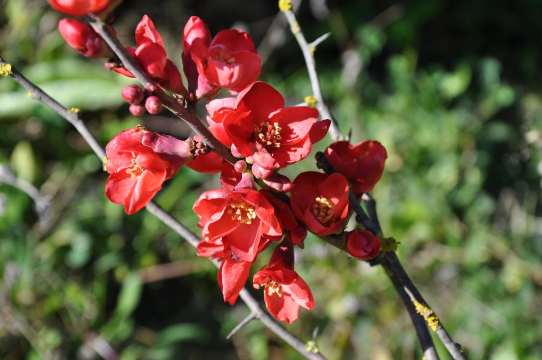 Chaenomeles x superba 'Fire Dance'