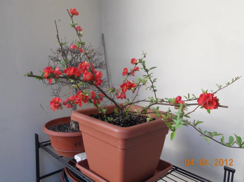 Chaenomeles x superba Nicoline 3