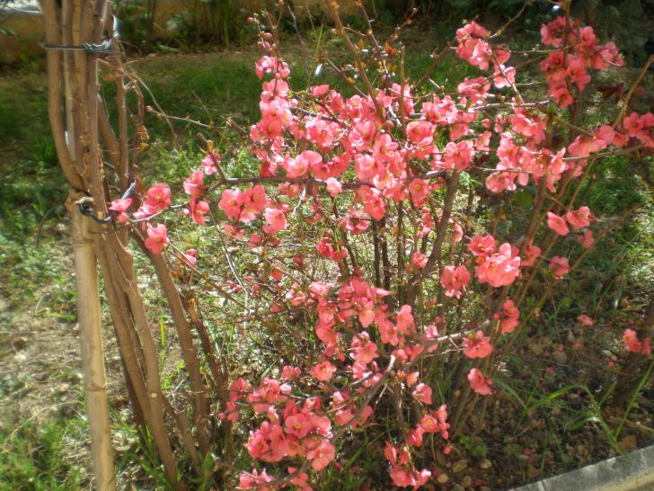 chaenomeles
