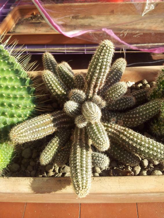 Chamaecereus SIlverstrii