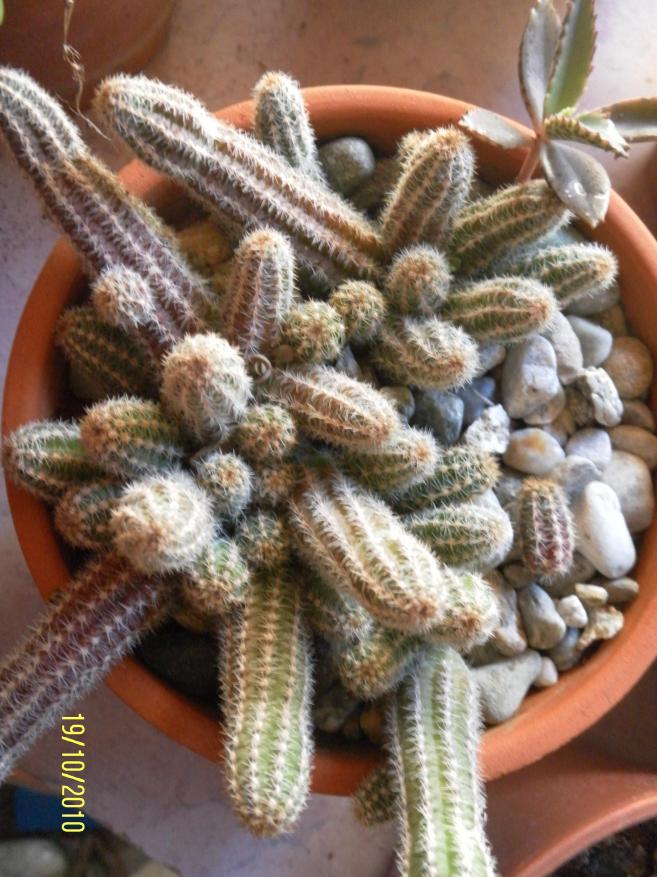 Chamaecereus