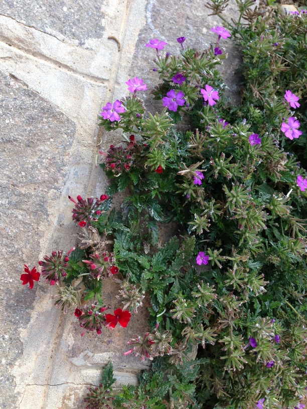 Che Fiori Sono