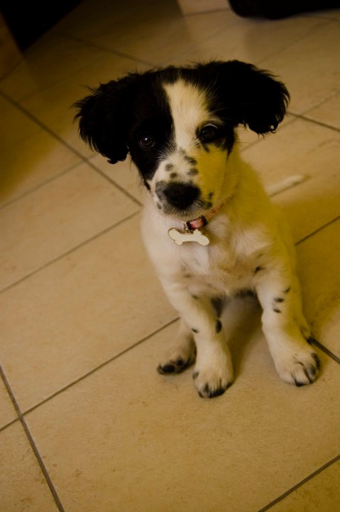 che orecchie!