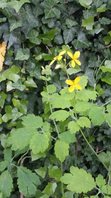 Chelidonium majus