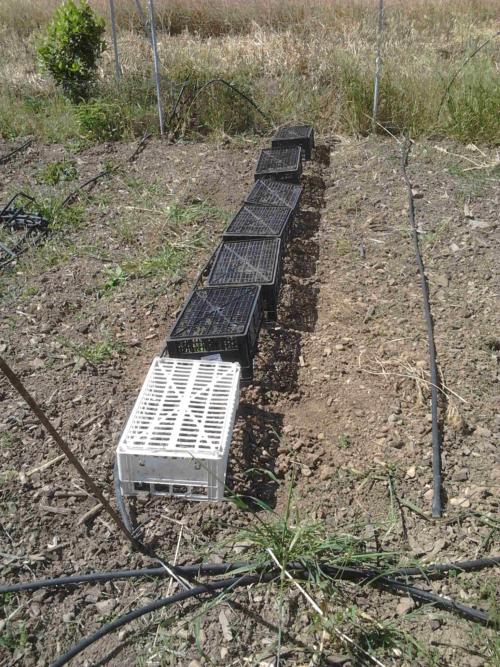 Chi volesse proteggere le piantine dal vento e dal sole cocente, la prima settimana,puo' fare come me.Cassette di plastica da frutta a testa in giu'.