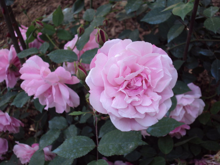 chinensis old blush