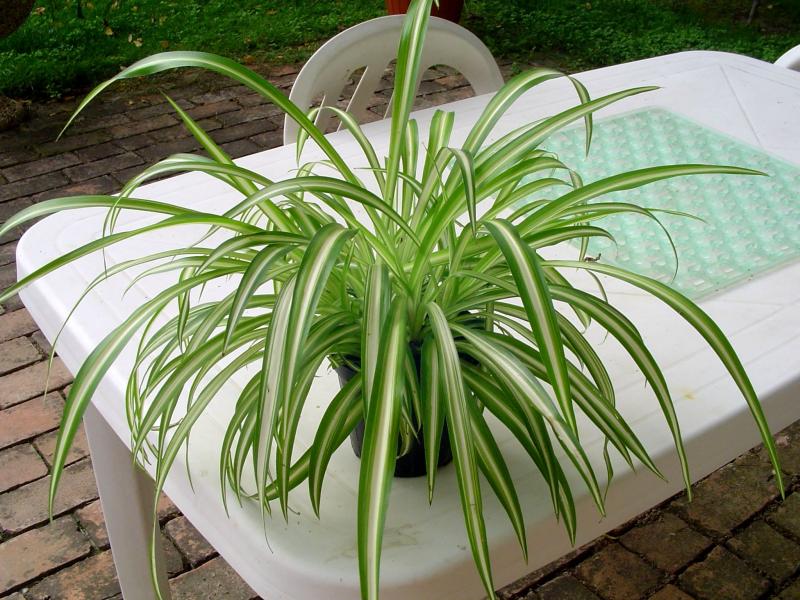 chlorophytum