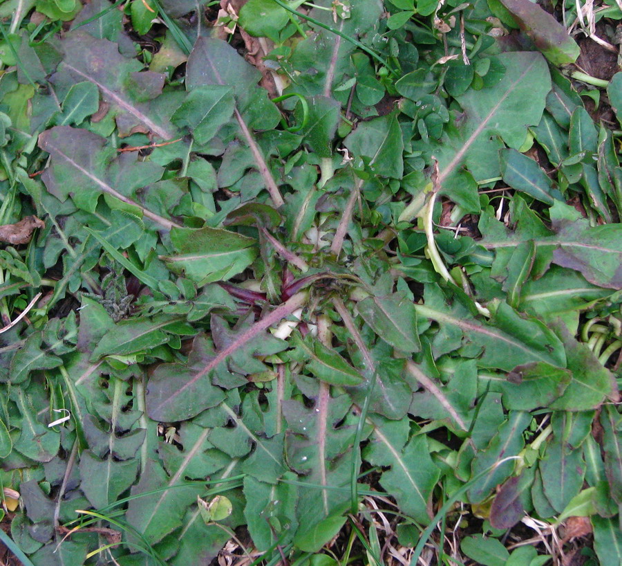 Cichoriumintybus
