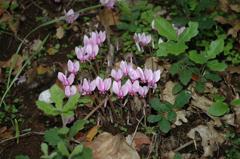 Ciclamini