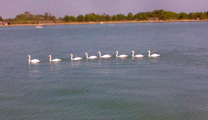 cigni