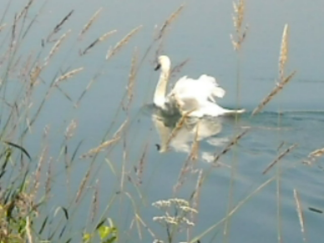 cigno