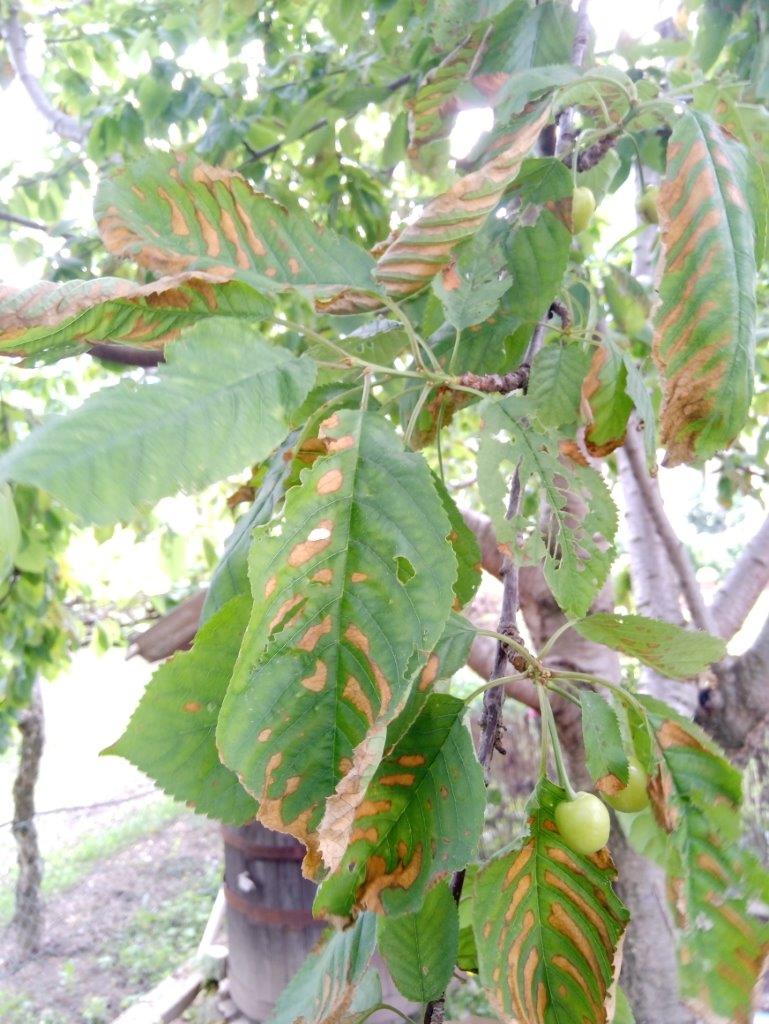 Ciliegio