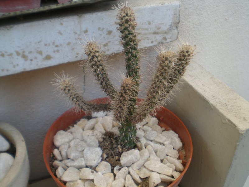 cilindropuntia spinosorium