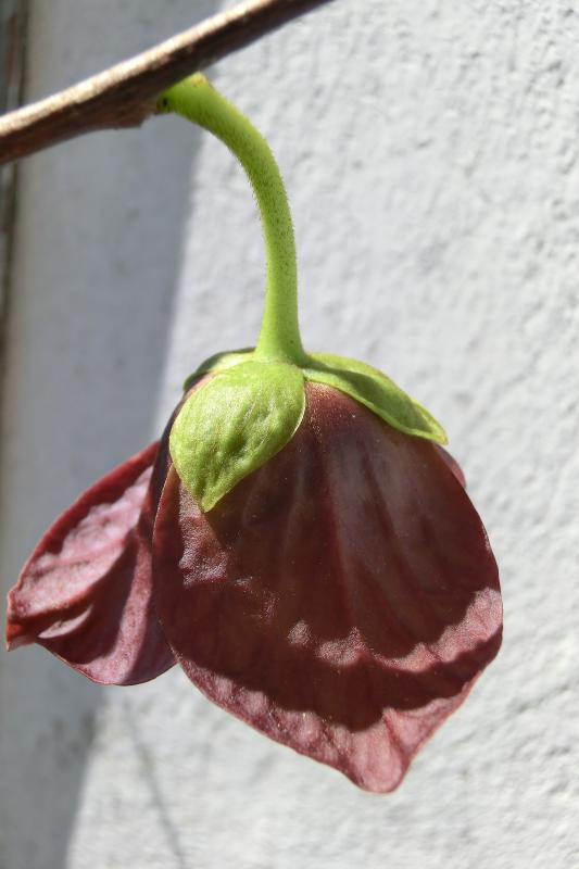 CIMG3094
