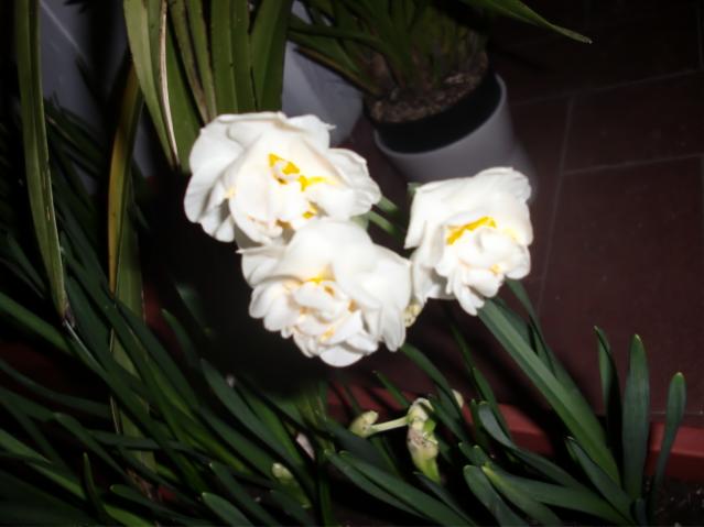CIMG3356  narciso Bridal Crown.....il mio preferito!!!!