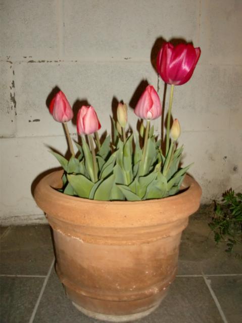 CIMG3367