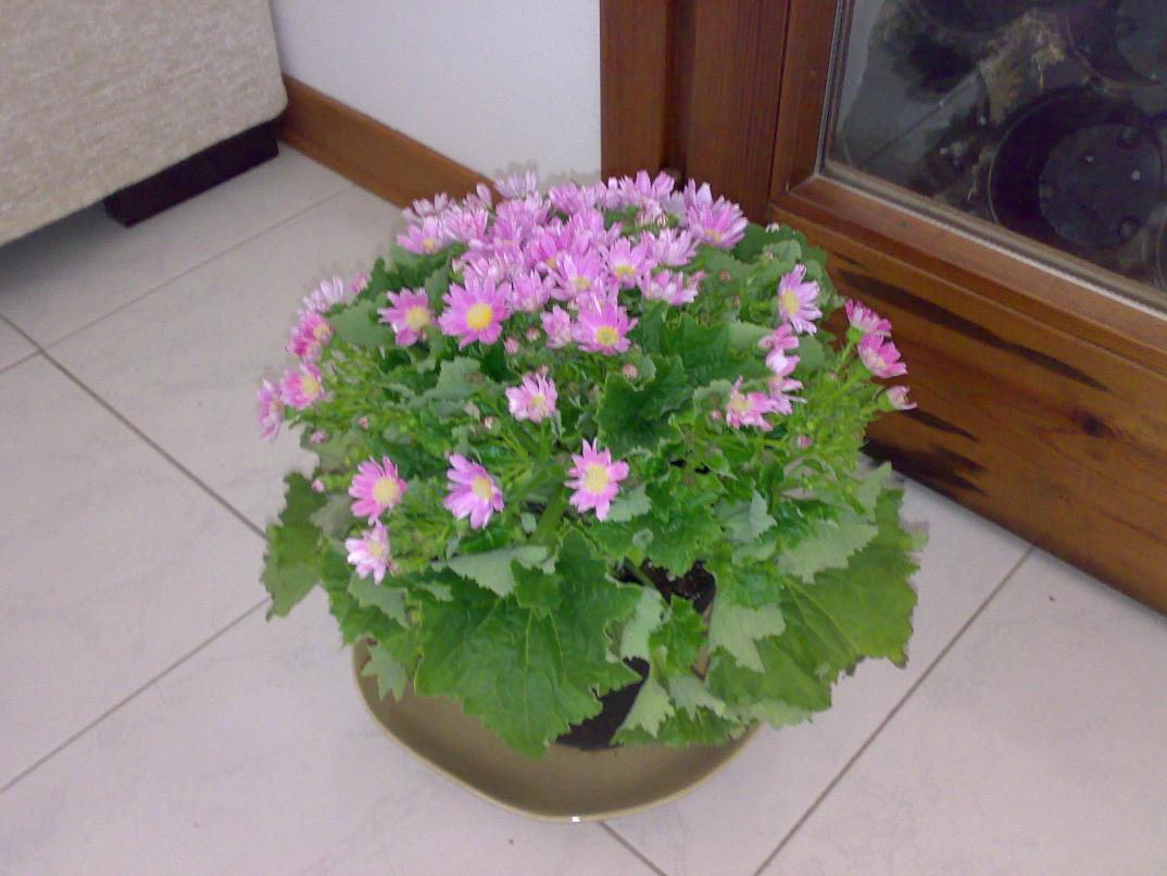 Cineraria