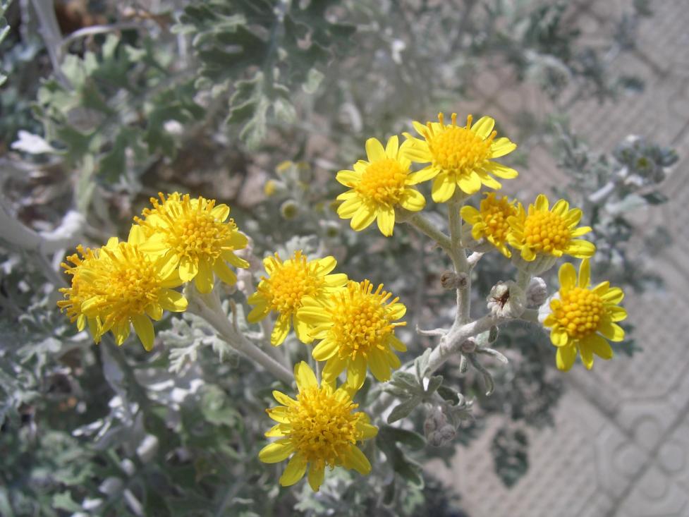 Cineraria