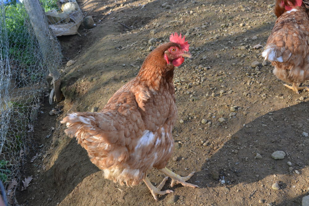 Ciocca alias Ciocchina